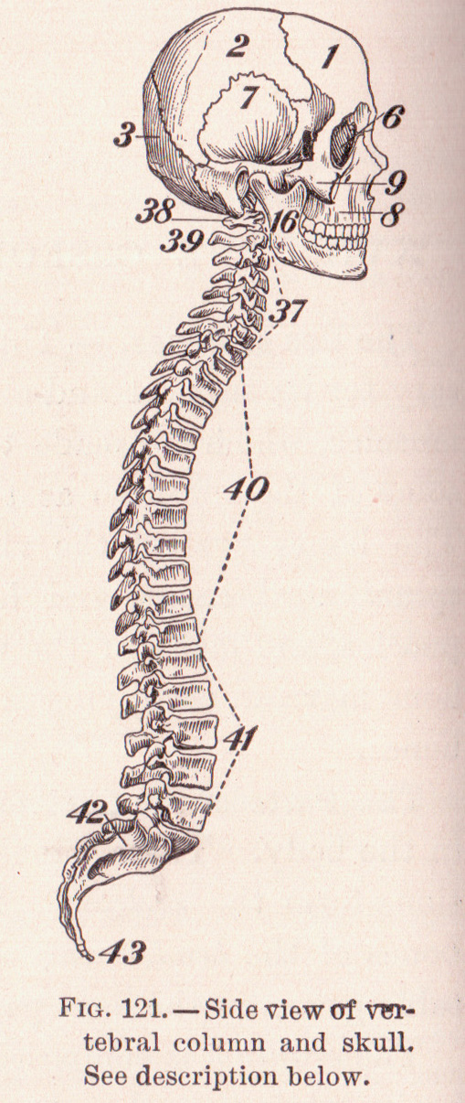 The Spine
