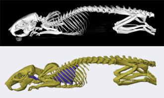 Notre Dame's 3D Printed Skeleton