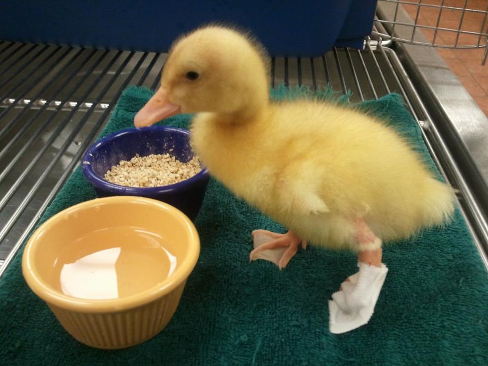 buttercup Buttercup with an injured foot.
