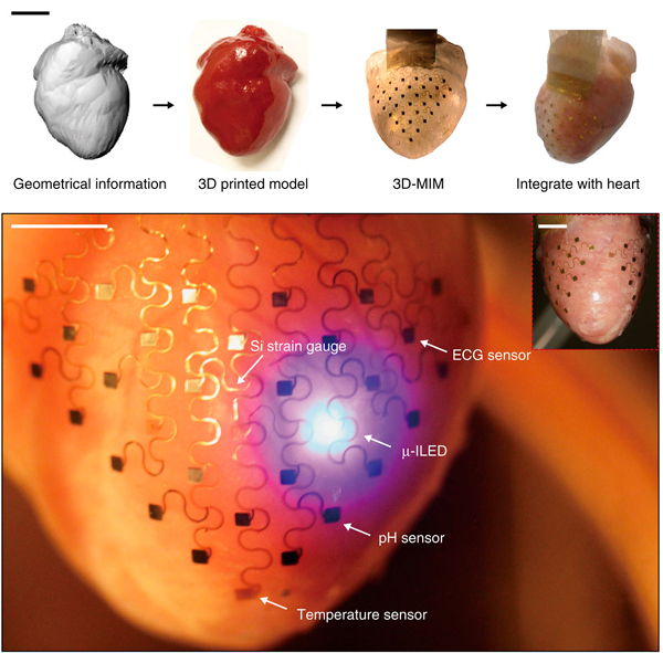 3D Printed Heart Membrane