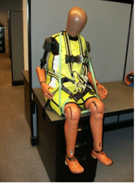 (Left) elderly crash dummy ready for testing and (right) an interior view of dummy structure. Image courtesy of Humanetics.