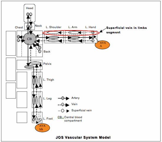 JOS vascular system model