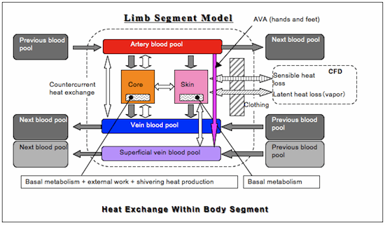 Heat exchange within body segment