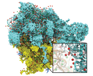 This image illustrates the placement of ions in the space surrounding a molecular structure, reproducing biological conditions.