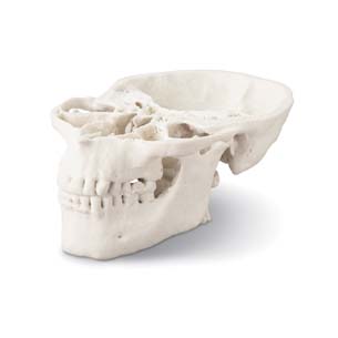 Rapid Tech Firms Aid Medical and Dental Fields