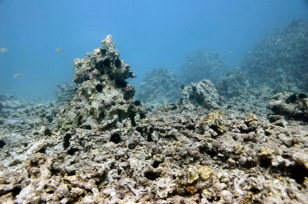 3D Printed Reefs Provide Marine Habitats