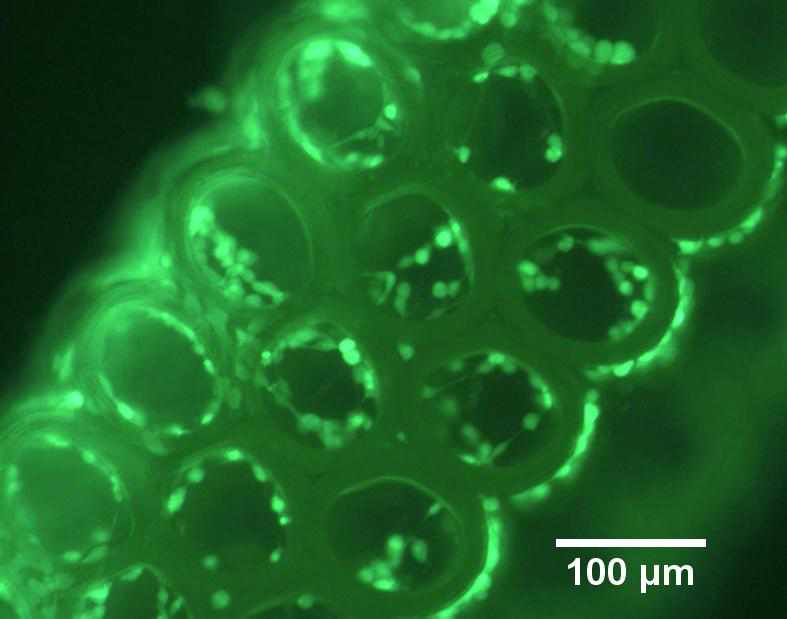 3D Printing Takes Its Vitamins