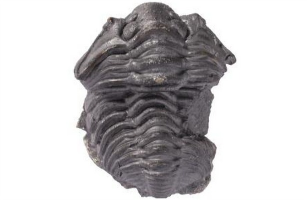 New Database Lets Users Explore, Interact and 3D Print Fossils
